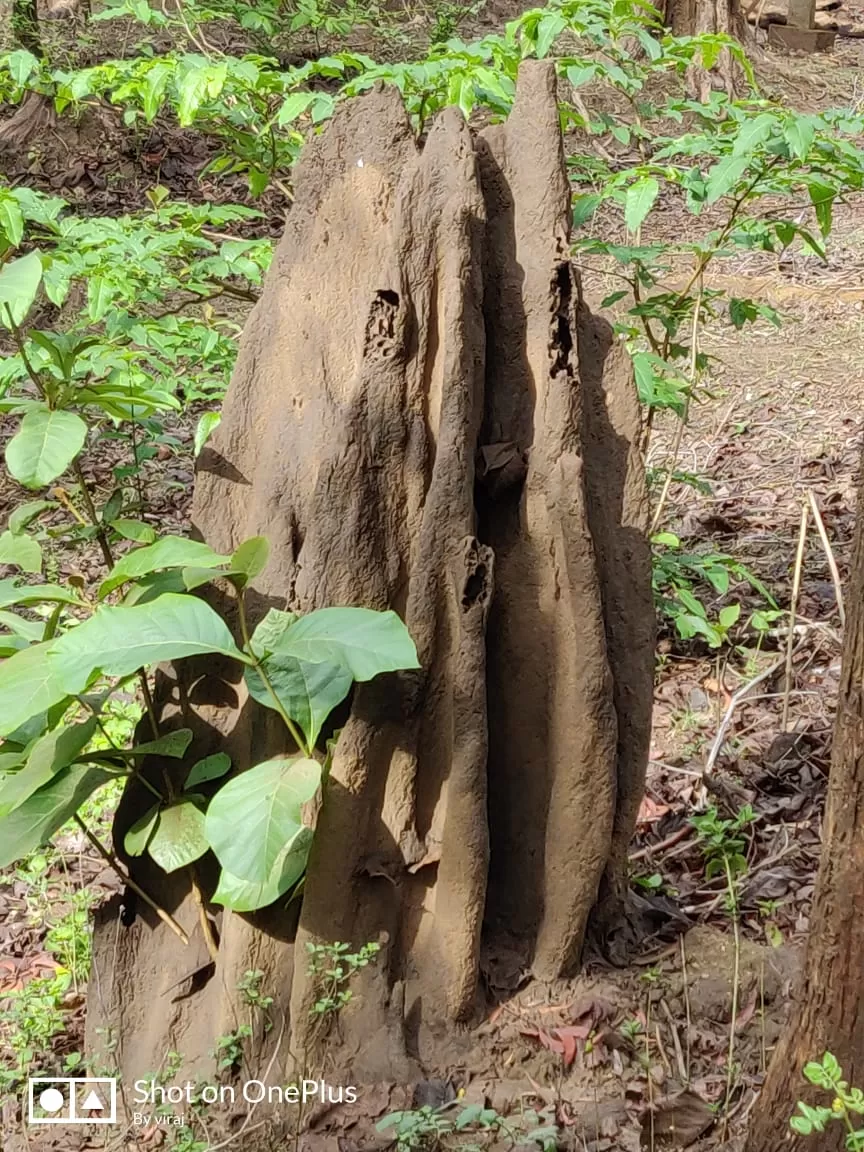 Photo of Dandeli Dark Forest, Dandeli, Karnataka, India by Mugdha Mali
