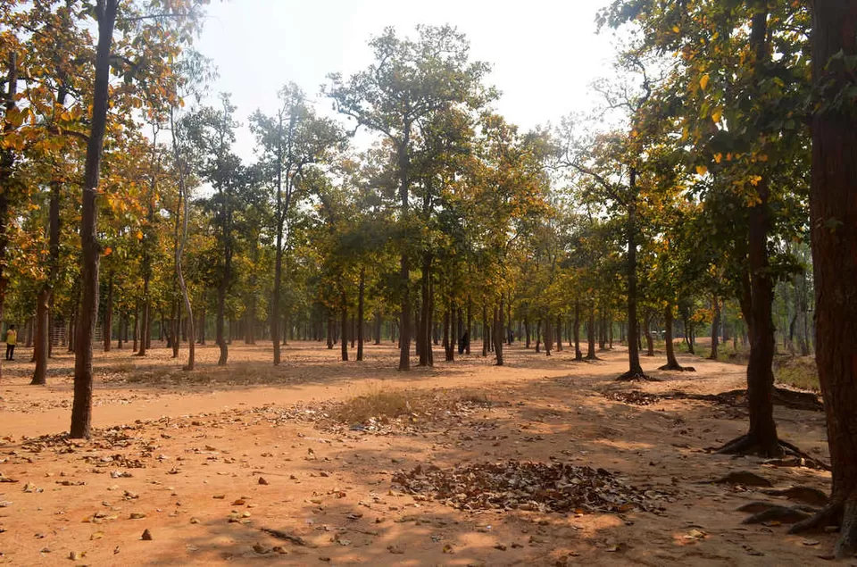 Photo of Sonajhuri Forest, Birbhum, West Bengal, India by Bibek Chaudhuri