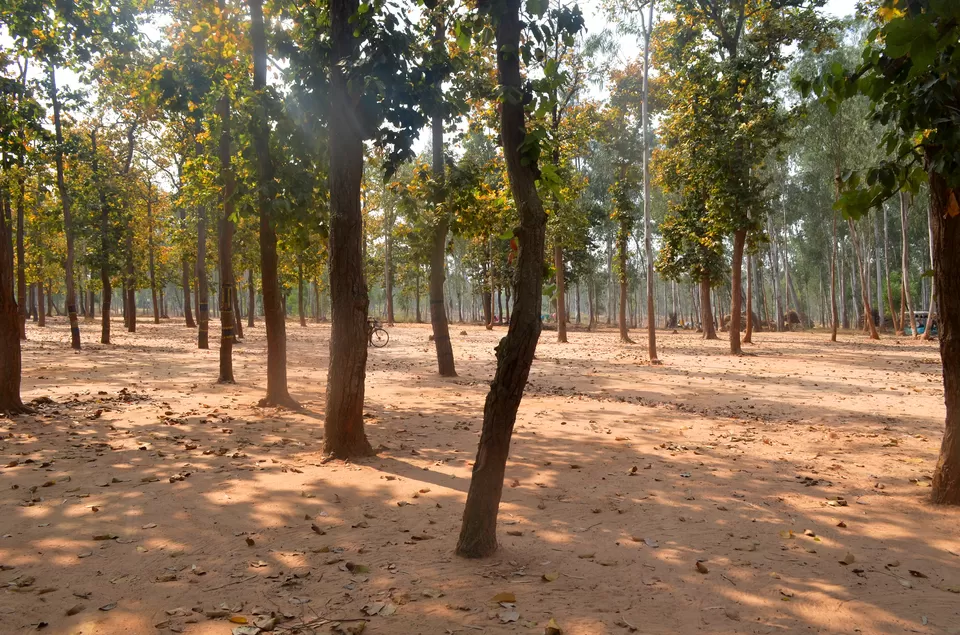 Photo of Sonajhuri Forest, Birbhum, West Bengal, India by Bibek Chaudhuri