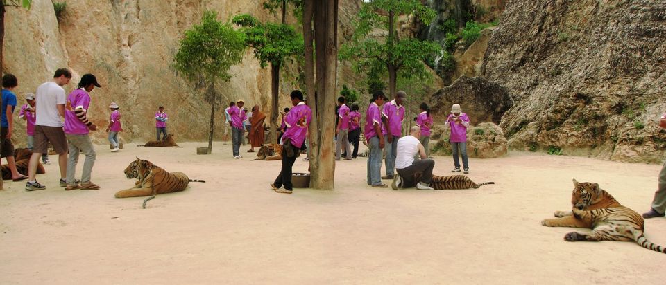 Photo of Tiger Temple, Lum Sum, Sai Yok District, Kanchanaburi, Thailand by Bibek Chaudhuri