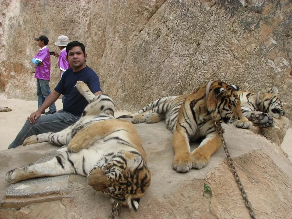 Photo of Tiger Temple, Lum Sum, Sai Yok District, Kanchanaburi, Thailand by Bibek Chaudhuri