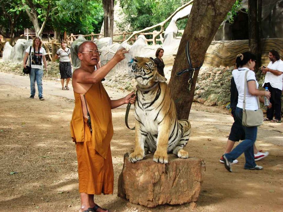 Photo of Playing with Tigers #Tiger Temple #Thailand #Bangkok #Floating Market #River Kwai by Bibek Chaudhuri