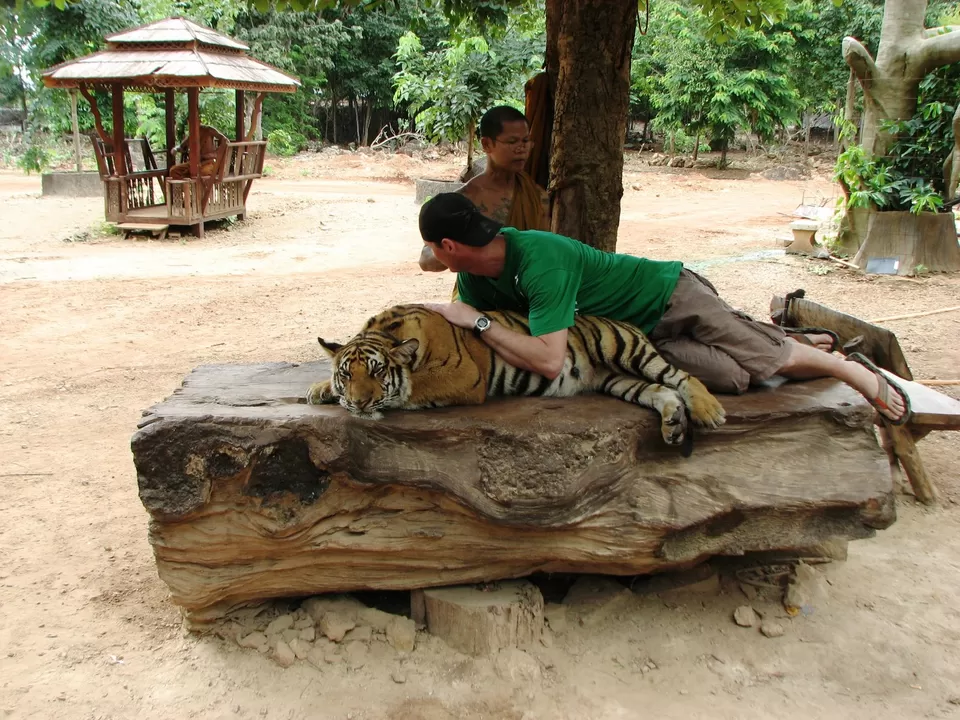Photo of Tiger Temple, Lum Sum, Sai Yok District, Kanchanaburi, Thailand by Bibek Chaudhuri