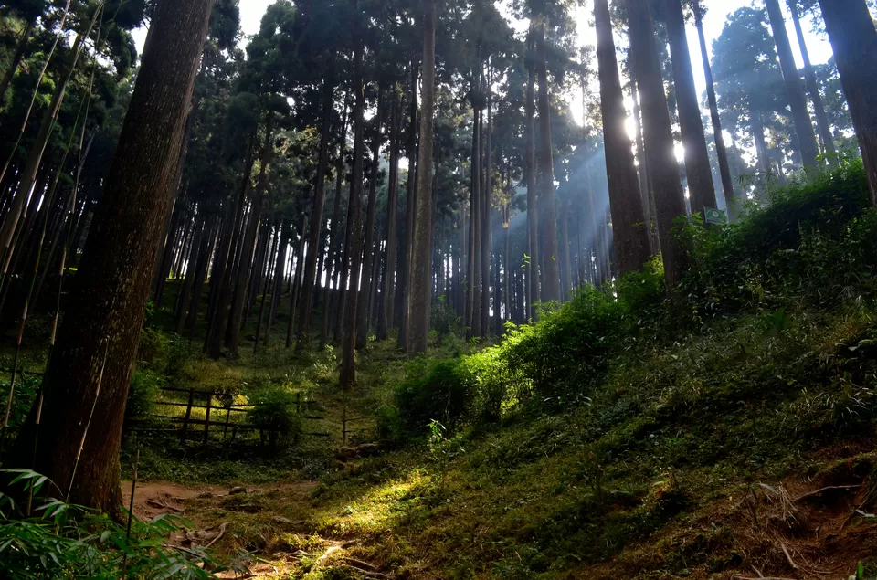Photo of Lamahatta Eco Park, Tukdah, West Bengal, India by Bibek Chaudhuri
