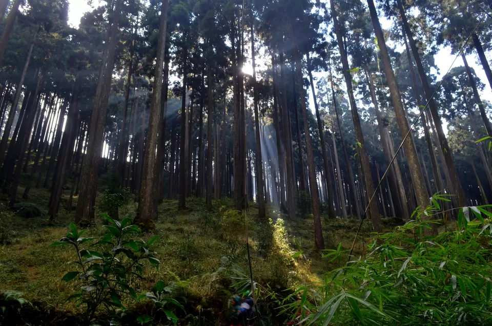 Photo of Lamahatta Eco Park, Tukdah, West Bengal, India by Bibek Chaudhuri