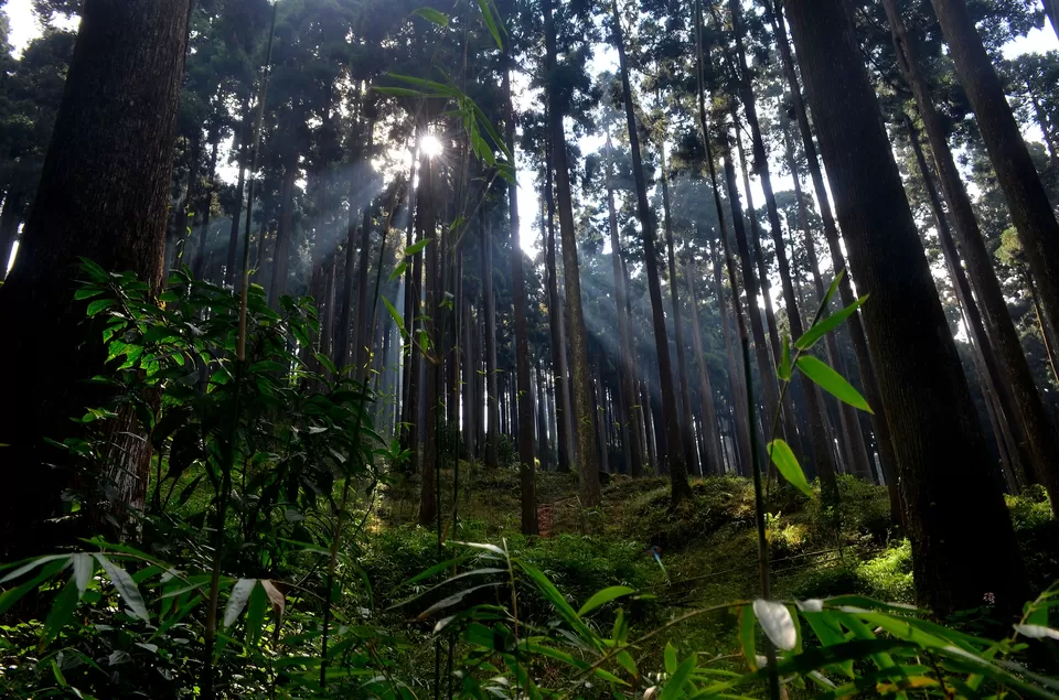 Photo of Lamahatta Eco Park, Tukdah, West Bengal, India by Bibek Chaudhuri
