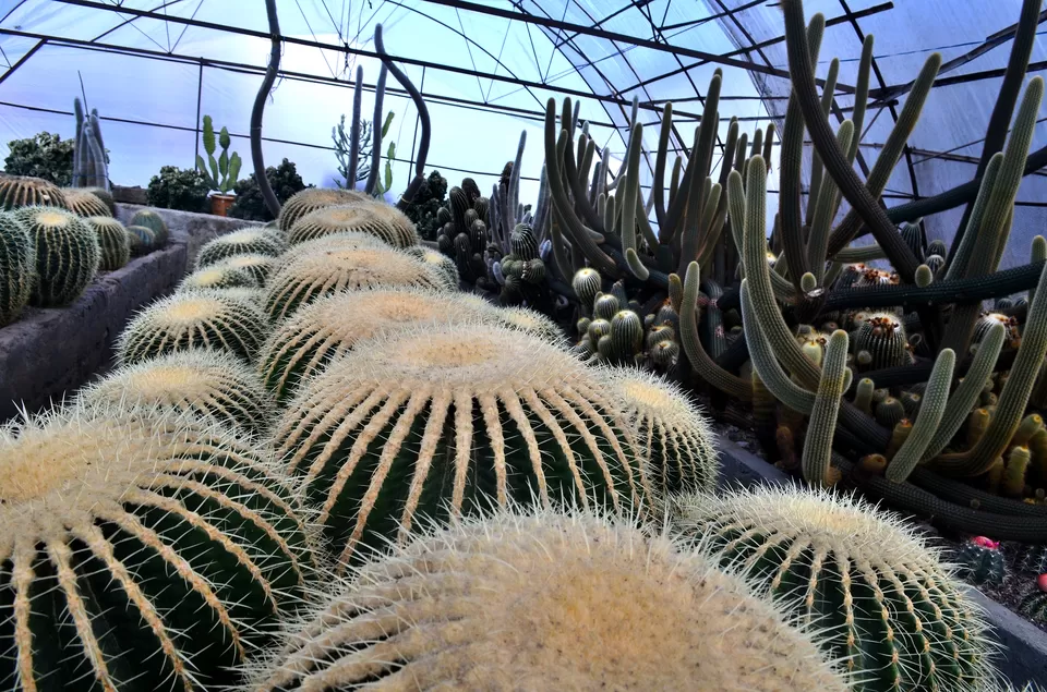 Photo of Pineview Nursery, Kalimpong Khasmahal, Kalimpong, West Bengal, India by Bibek Chaudhuri