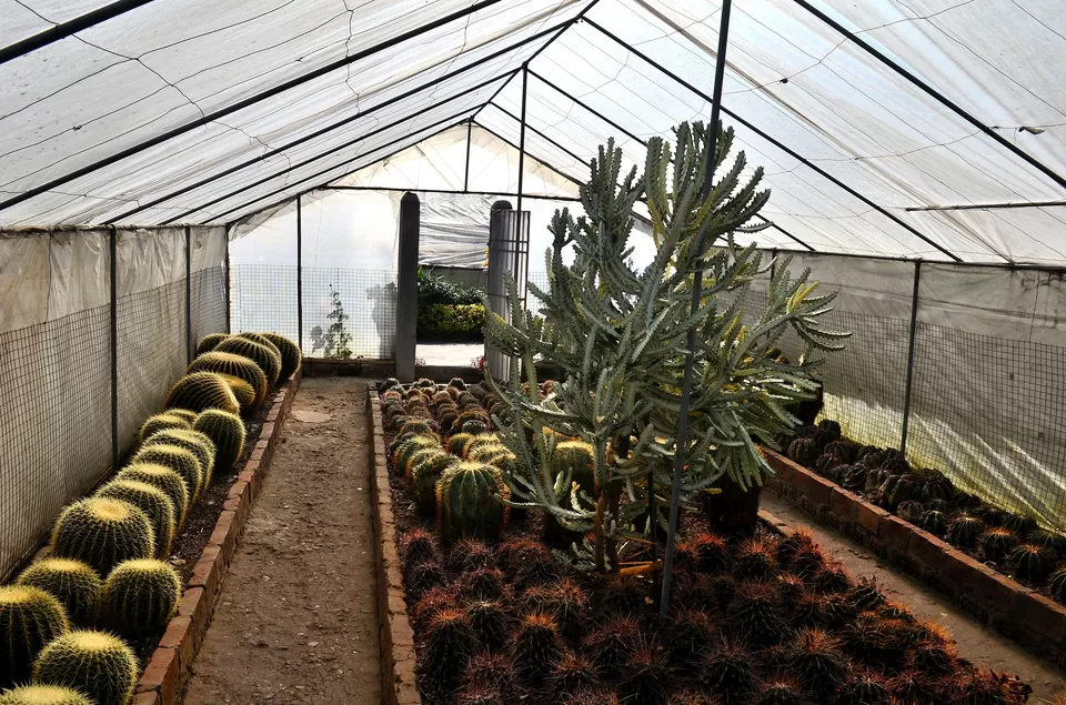 Photo of Pineview Nursery, Kalimpong Khasmahal, Kalimpong, West Bengal, India by Bibek Chaudhuri