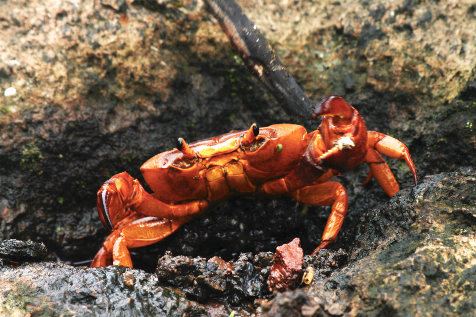 Photo of Bhimashankar, Maharashtra, India by Vishnu Kurupath