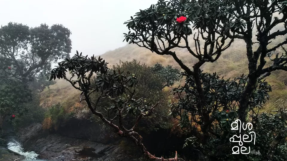 Photo of Meesapulimala, Kannan Devan Hills, Tamil Nadu by Vishnu Kurupath
