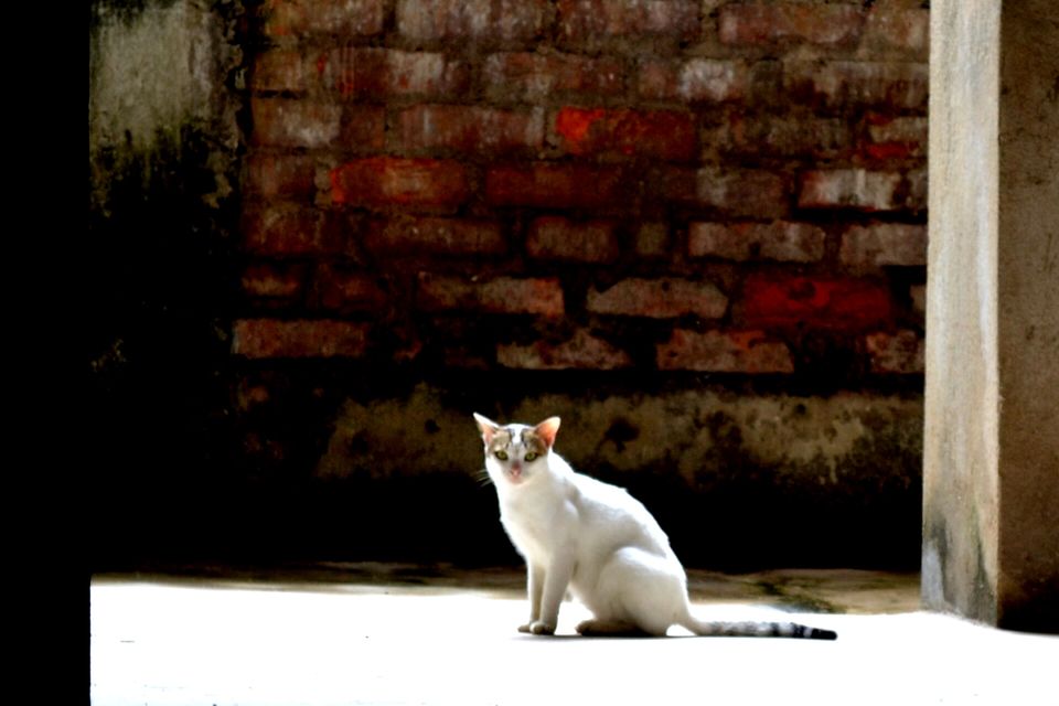 Photo of Kolkata Through a Lens: A Photographic Guide 43/44 by Nutan Lakra