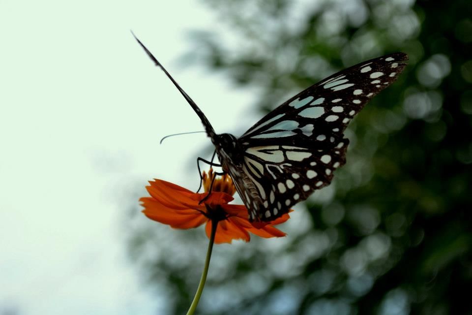 Photo of Kolkata Through a Lens: A Photographic Guide 24/44 by Nutan Lakra
