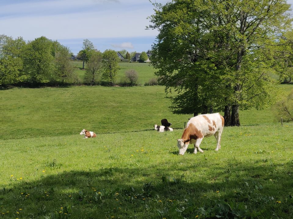 Photo of Summer Day Trip: Hiking along the Eifel Region (Stage 3 : Monschau to Einruhr) by Eby George