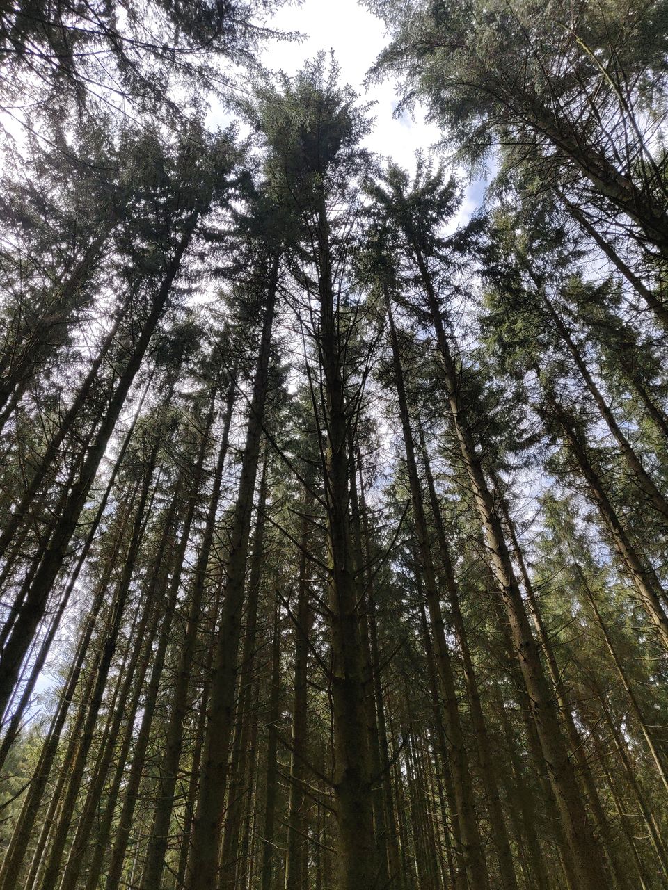 Photo of Summer Day Trip: Hiking along the Eifel Region (Stage 3 : Monschau to Einruhr) by Eby George
