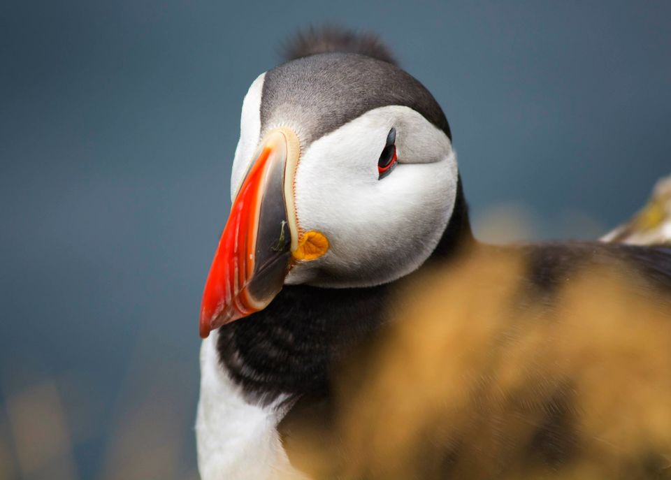 Photo of Iceland by Vaibhav Gulati