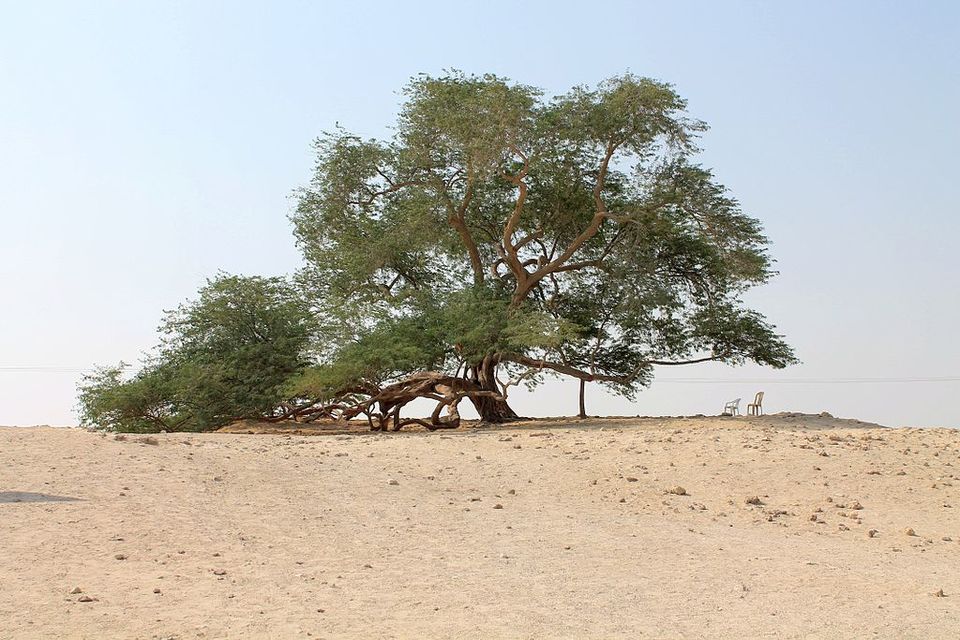Photo of Tree-mendous: Terrific Trees Around the World 1/20 by Sarah