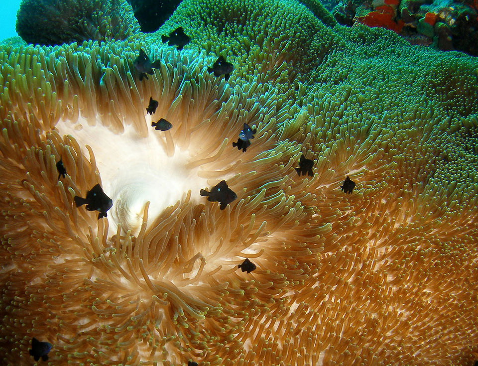 Photo of 10 Dream Destinations Every Diver Fantasizes About 1/40 by Sarah