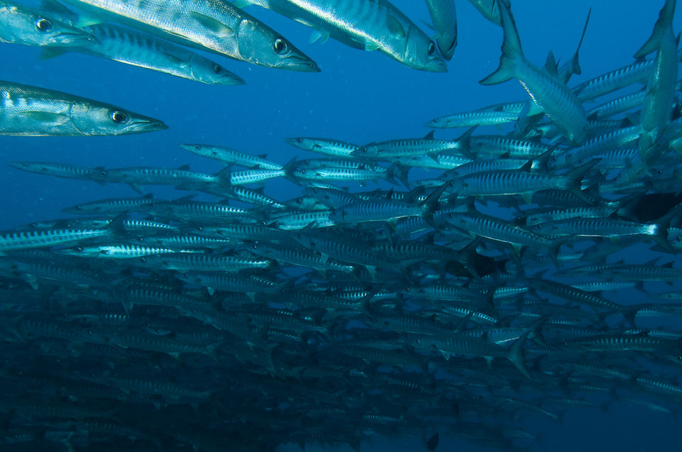 Photo of 10 Dream Destinations Every Diver Fantasizes About 3/40 by Sarah