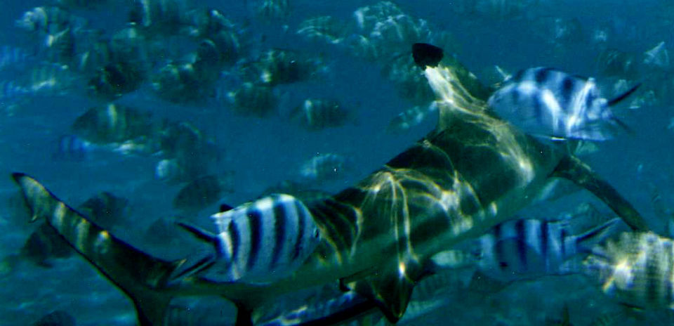Photo of 10 Dream Destinations Every Diver Fantasizes About 4/40 by Sarah