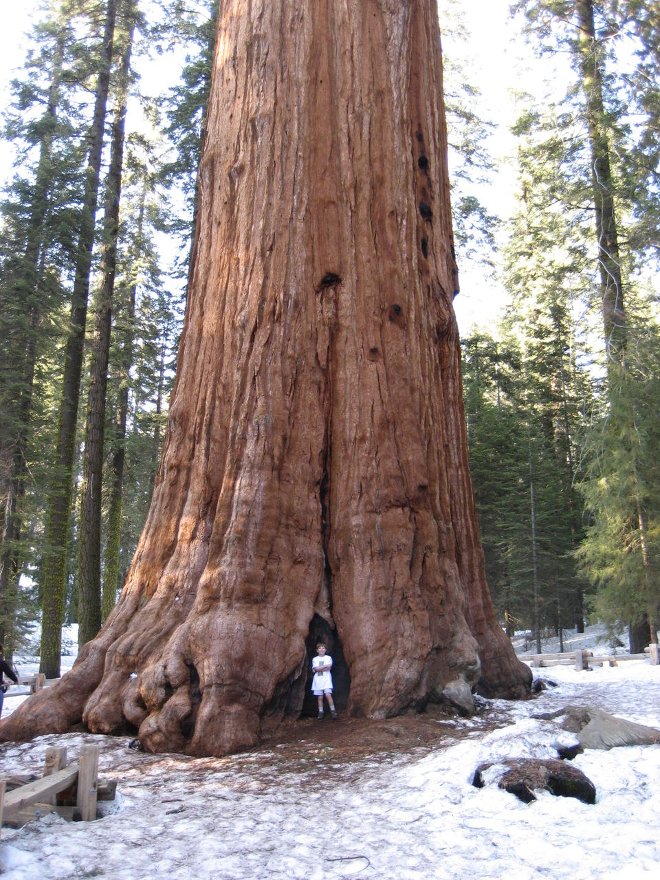 Photo of Tree-mendous: Terrific Trees Around the World 8/20 by Sarah