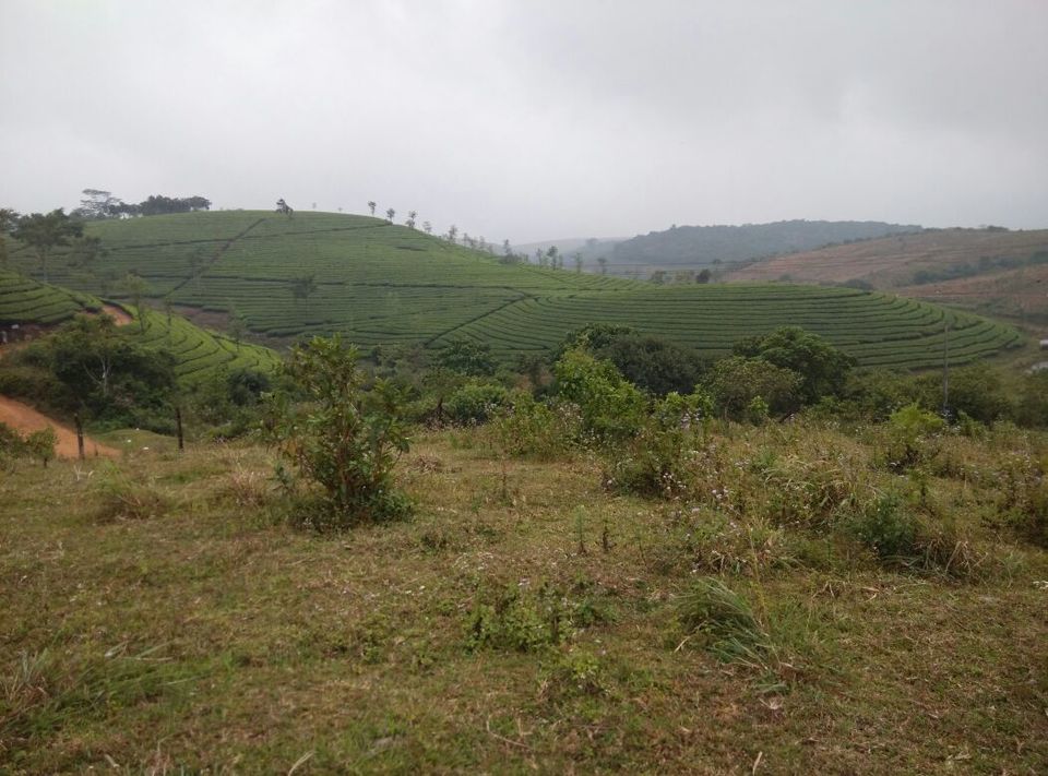 Photo of Vagamon: Bald and Beautiful 23/30 by Sarah