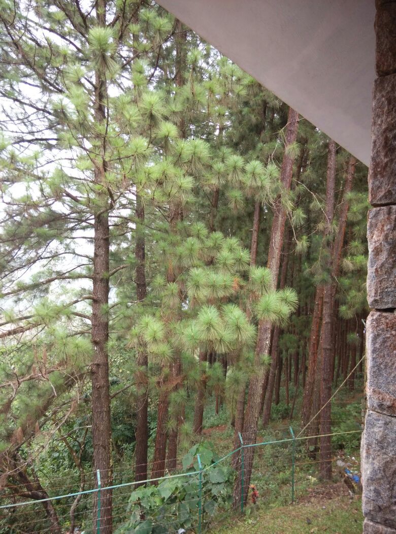 Photo of Vagamon: Bald and Beautiful 25/30 by Sarah