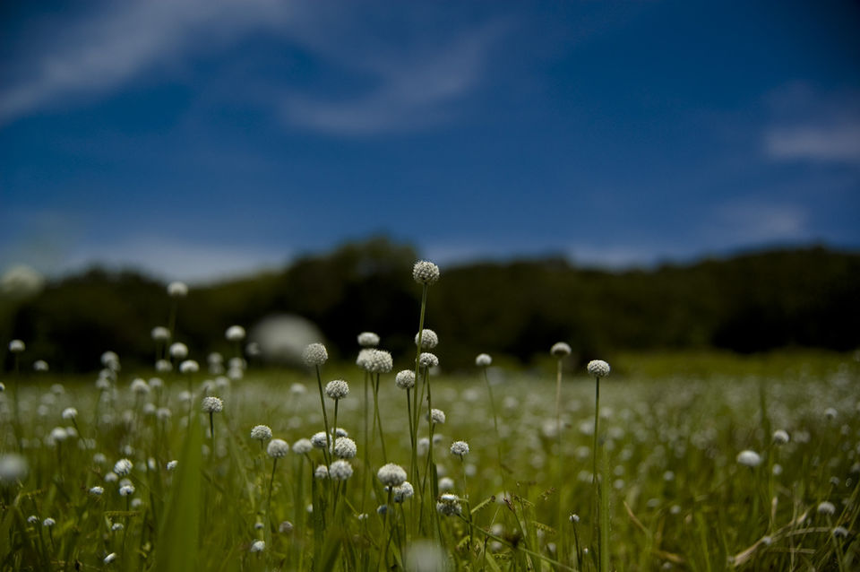 Photo of 7 Treks in the Sahyadris to Awaken Your Soul 5/24 by Sarah