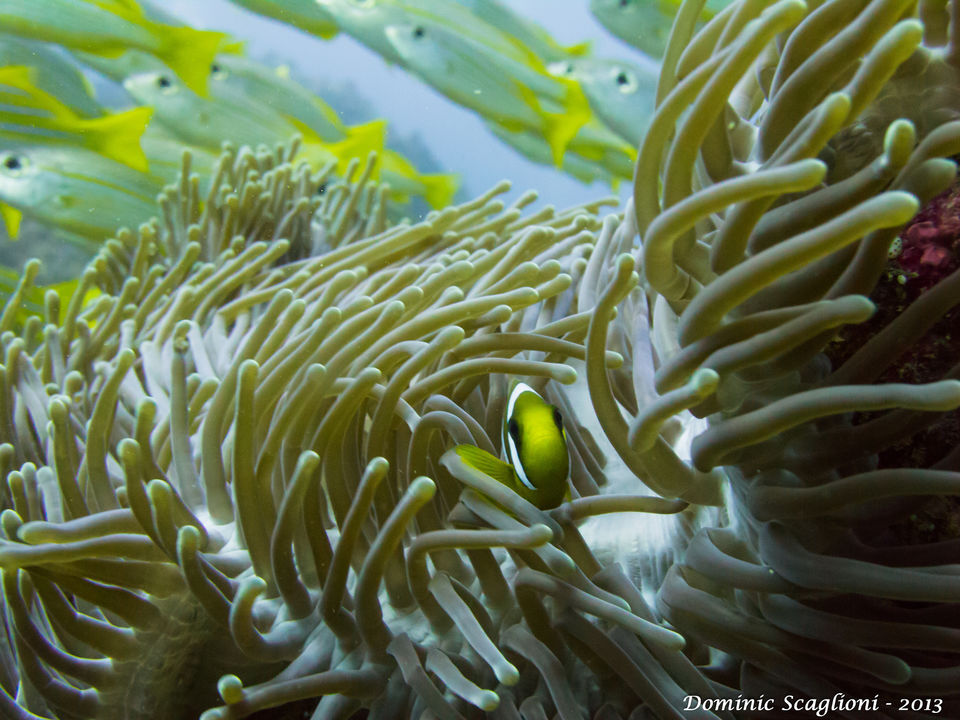 Photo of 10 Dream Destinations Every Diver Fantasizes About 11/40 by Sarah