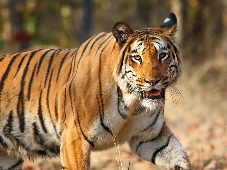 Photo of Shooting Tigers: The Best Places in India to Spot a Tiger 1/8 by Sarah