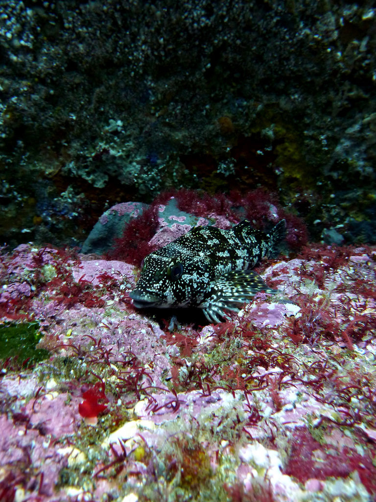 Photo of 10 Dream Destinations Every Diver Fantasizes About 14/40 by Sarah