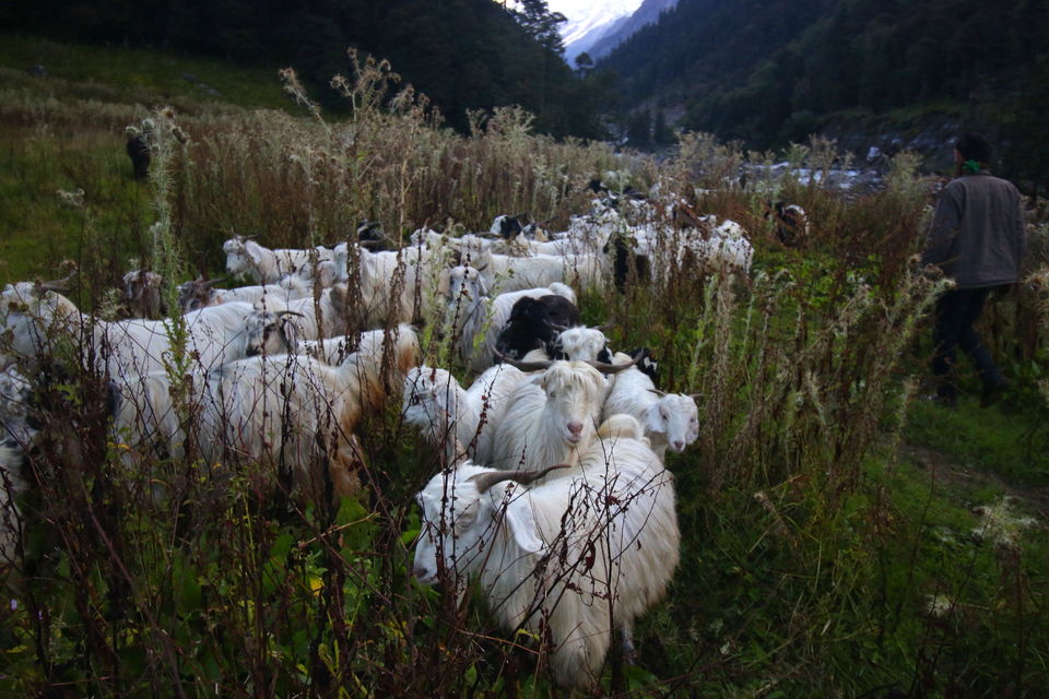 Photo of Trek across Mayali Pass glacier to Kedarnath temple #Uttarakhand #Glacier 27/106 by Ravi Shankar
