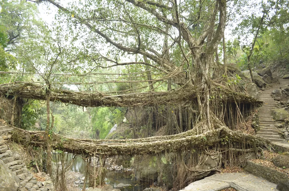 Photo of Nongriat, Meghalaya, India by Question Mark