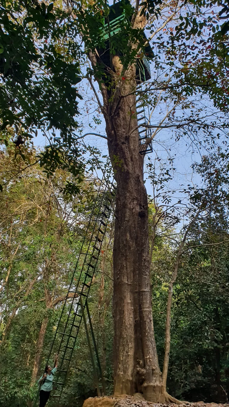 Photo of Cotigao Wildlife Sanctuary, Khotigao, Goa, India by Question Mark