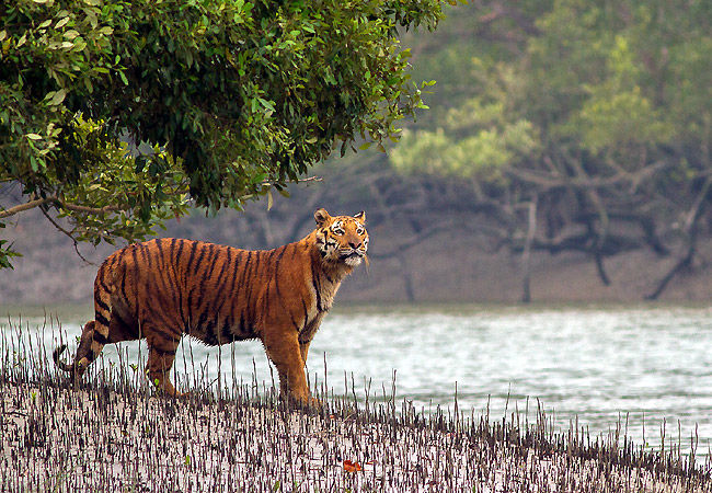 Sanctuaries in India: 10 Wildlife Sanctuaries in India - Tripoto