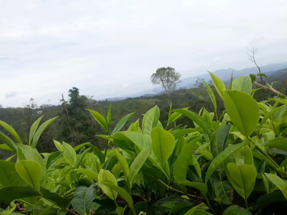 Photo of Vagamon, Kerala, India by Karthika S.D