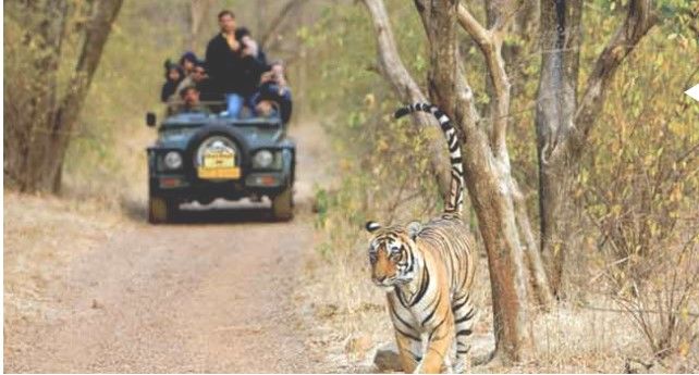 Photo of Jim Corbett Park | Jim Corbett Park Elephant Safari Booking Online | Jim Corbett Travels 1/2 by tasleem ansari