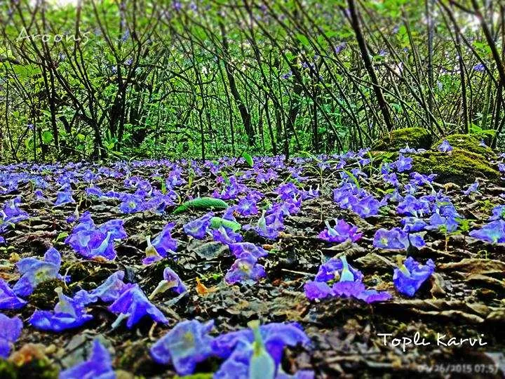 Photo of Valvand, Maharashtra, India by Arun Dash