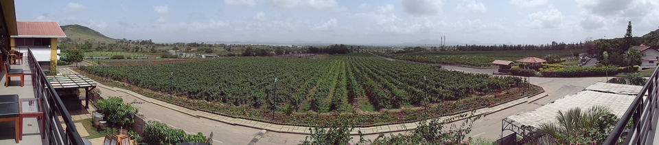 Photo of A journey through Indian Wine revolution 3/9 by Dhanya Jose