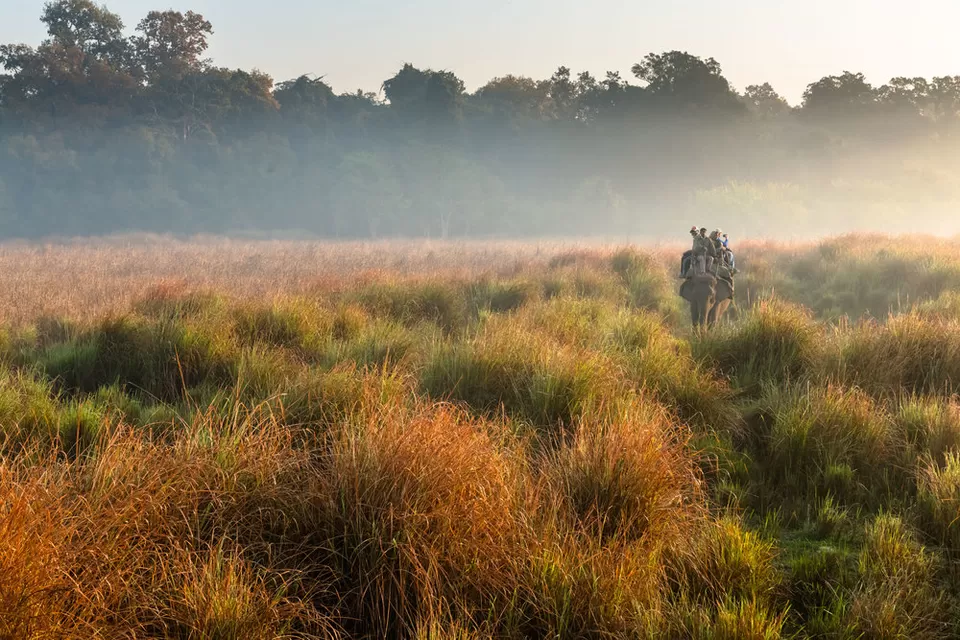 Photo of Dudhwa National Park, Dudhwa, Road, Dudhwa, Uttar Pradesh, India by Siddharth chaudhary