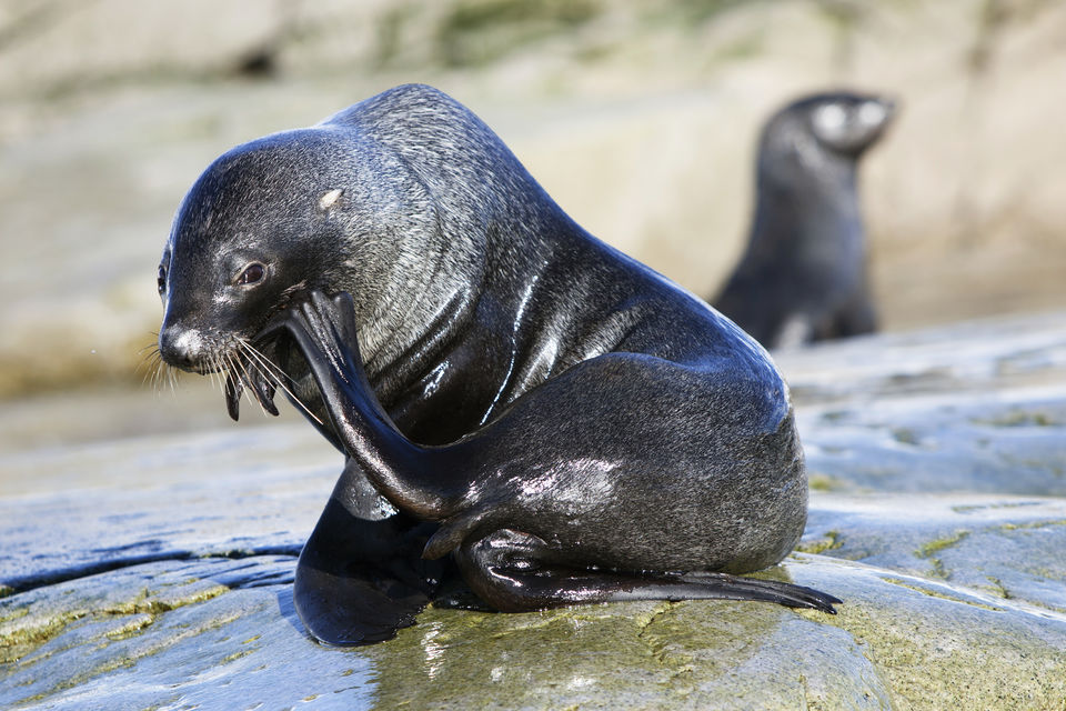 Photo of Expedition to Antarctica 9/18 by Satya Pavan