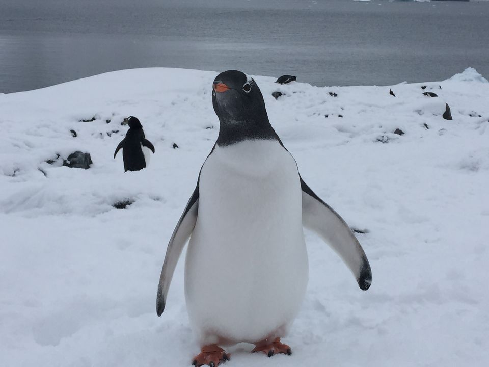 Photo of Expedition to Antarctica 12/18 by Satya Pavan