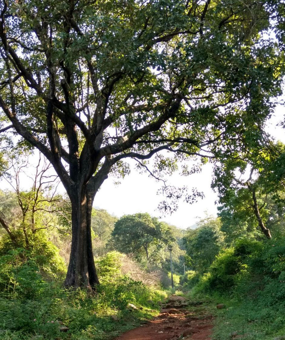 Photo of Trekking hamlet - Yelagiri by Prajakta Naval