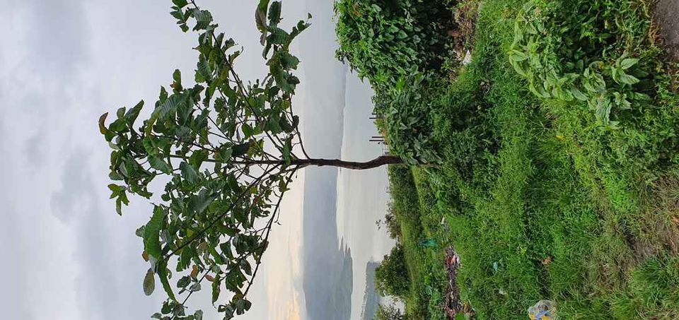 Photo of Kaas plateau, Maharashtra by Casual Explorer