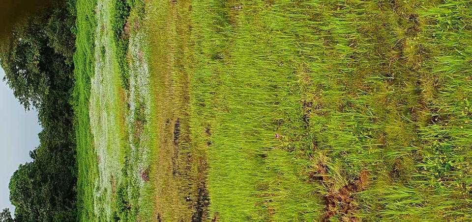 Photo of Bamnoli Lake, Bamnoli, Maharashtra, India by Casual Explorer