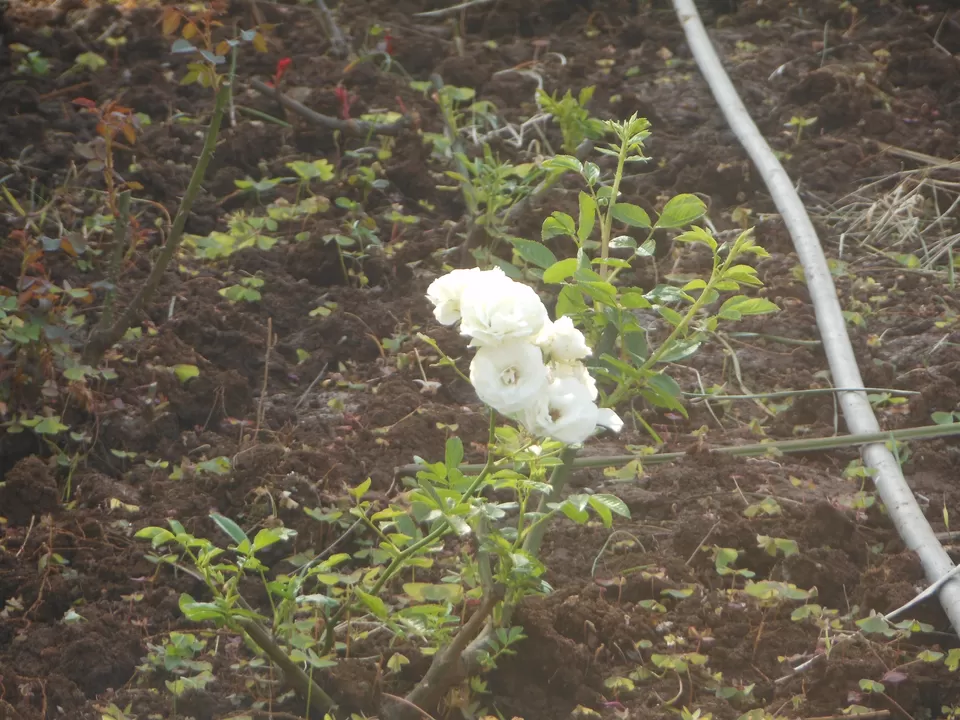 Photo of Rose Garden, Saputara, Gujarat, India by Casual Explorer