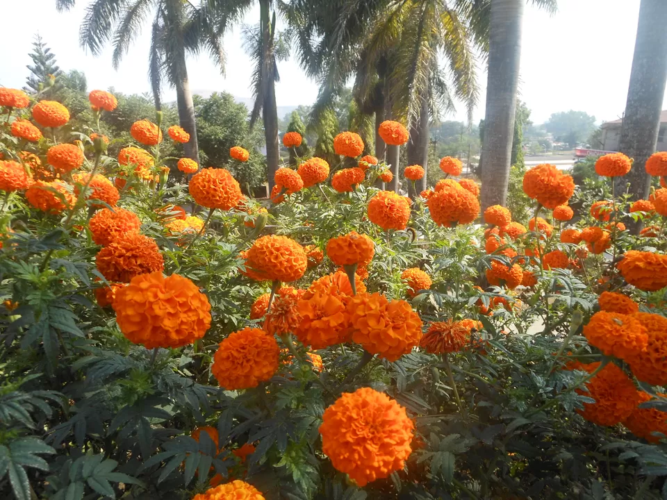 Photo of Rose Garden, Saputara, Gujarat, India by Casual Explorer