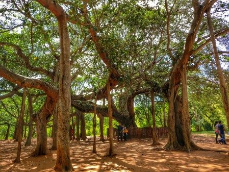 Photo of Day Trips From Pondicherry by Swagatika Sarangi
