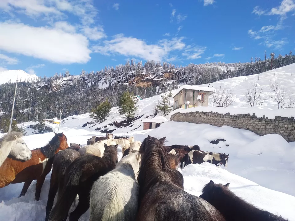 Photo of #manali #snow#horse #road by rahul thakur 