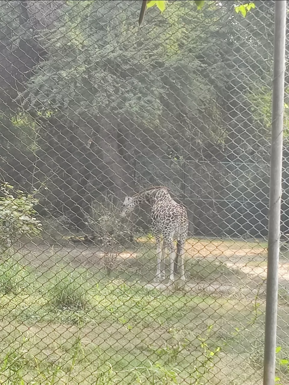 Photo of Lucknow zoo By Uttam Kumar