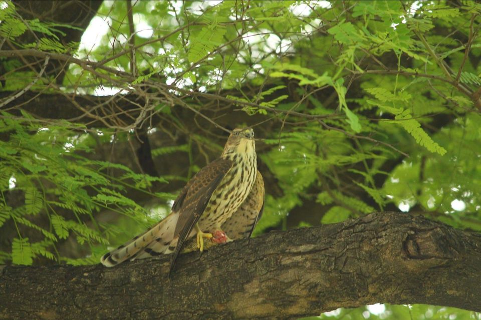 Photo of वाघली by Milind Prajapati
